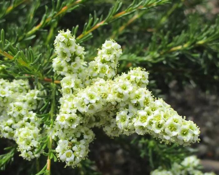 Plant photo of: Adenostoma fasciculatum 'Nicolas'