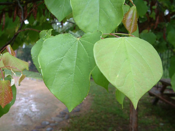 Plant photo of: Cercis canadensis