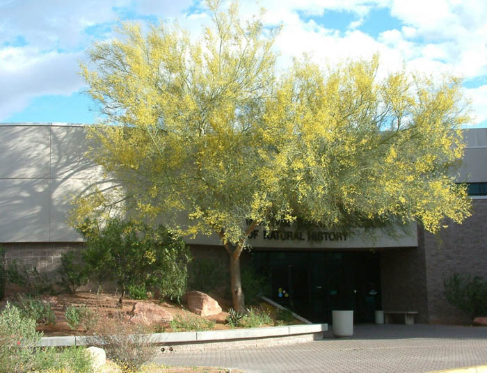 Plant photo of: Parkinsonia 'Desert Museum'