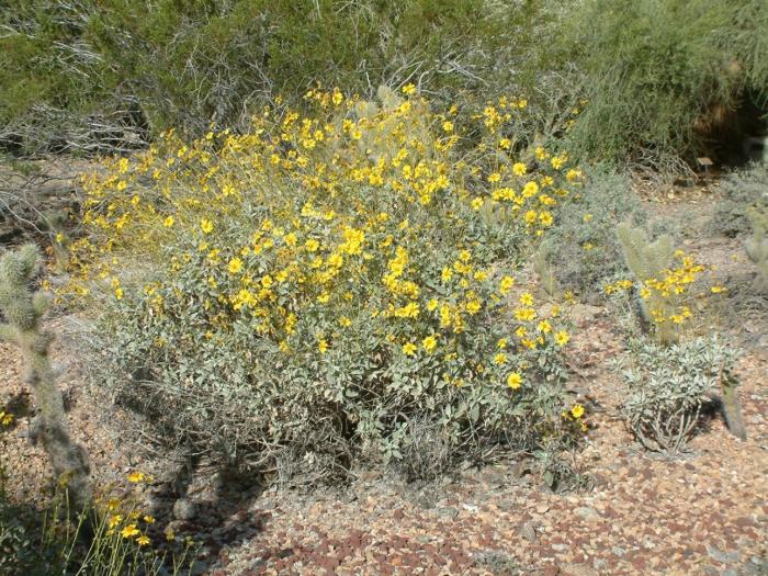 Plant photo of: Encelia farinosa