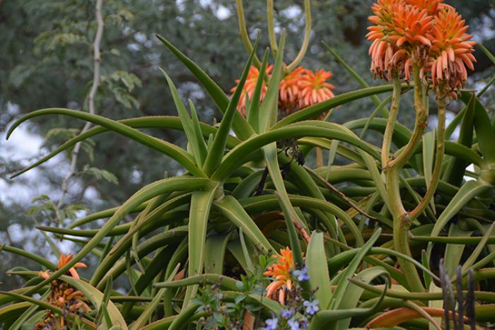 Plant photo of: Aloe barberae