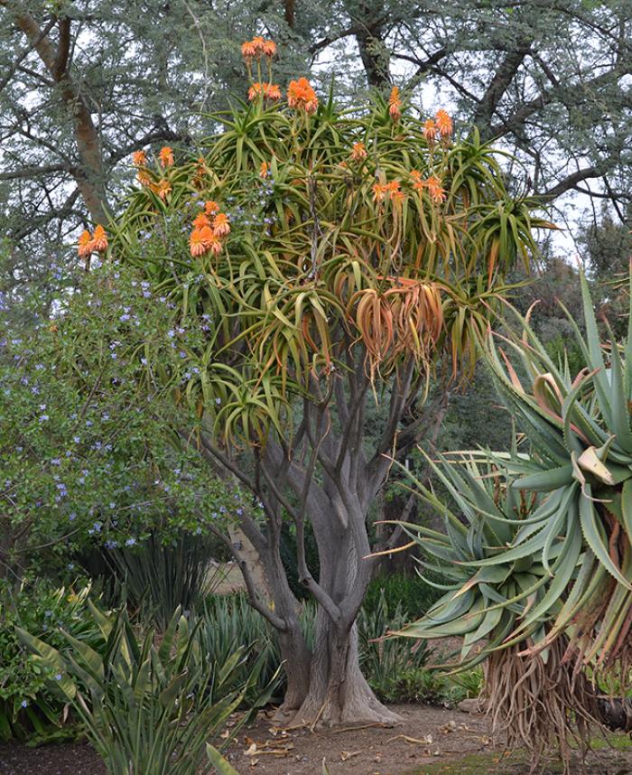 Plant photo of: Aloe barberae