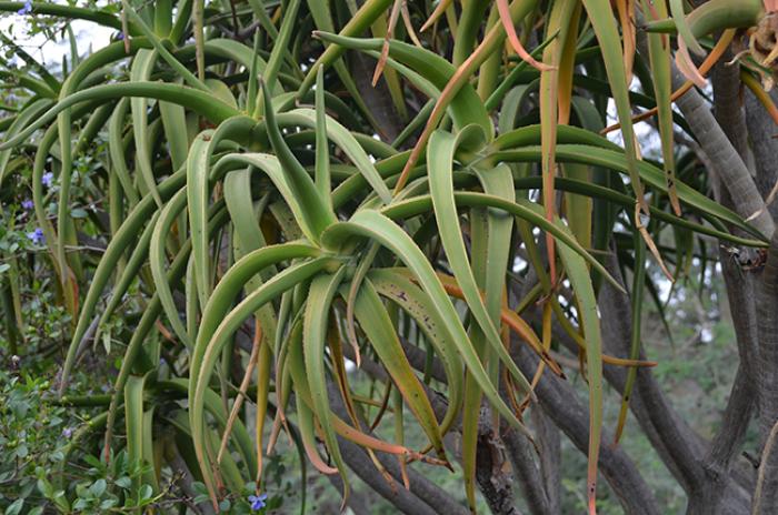 Plant photo of: Aloe barberae