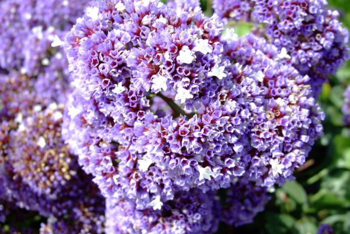 Plant photo of: Limonium perezii