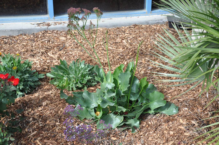 Plant photo of: Limonium perezii