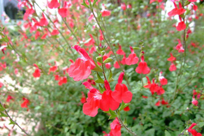 Plant photo of: Salvia greggii 'Red Star'