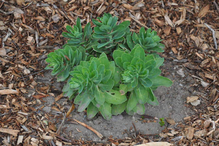 Plant photo of: Sedum 'Autumn Joy'