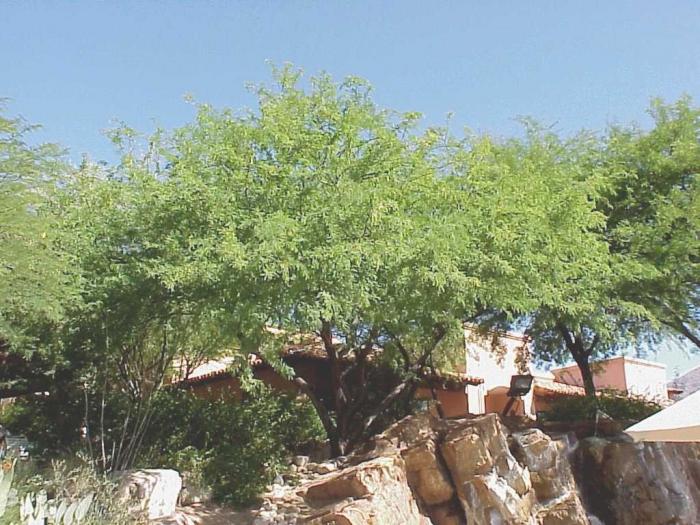 Plant photo of: Prosopis 'Phoenix'