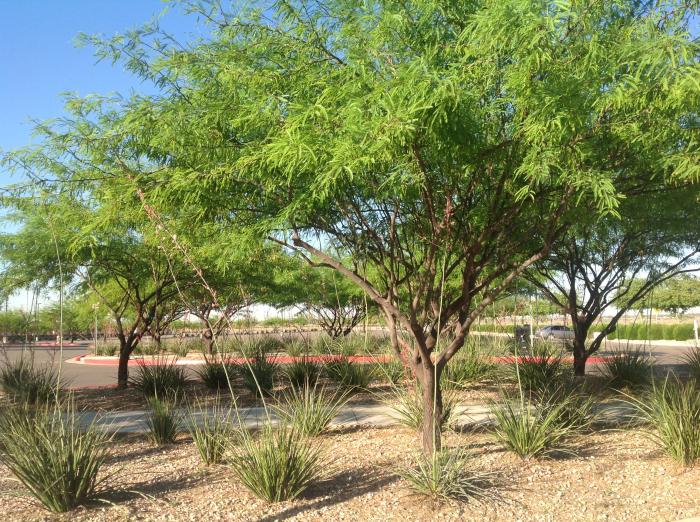 Plant photo of: Prosopis 'Phoenix'