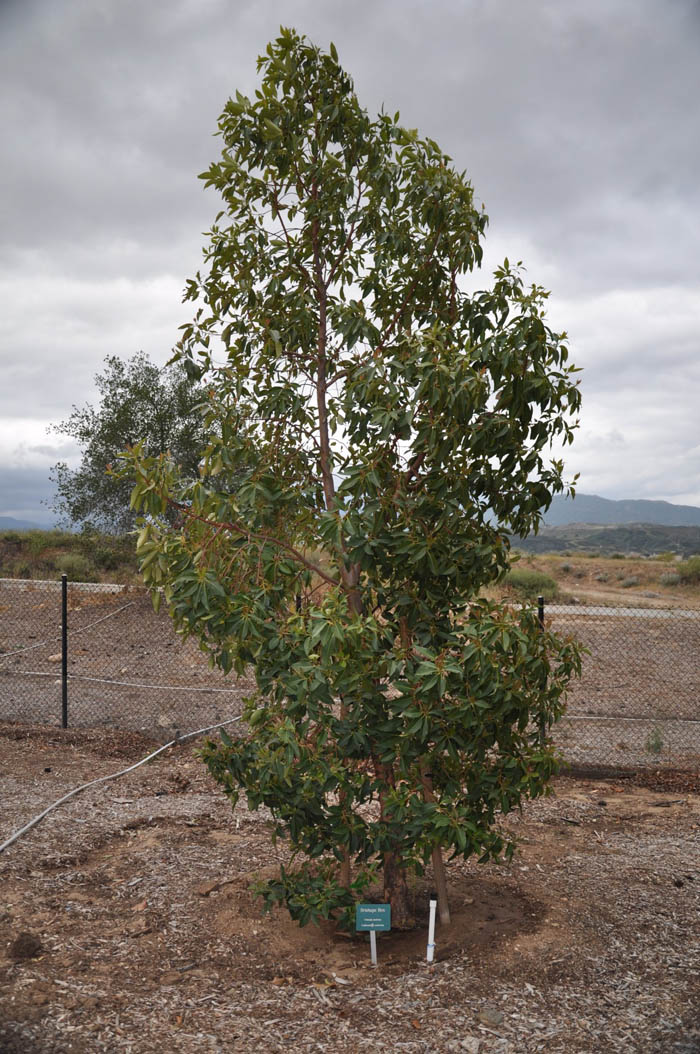 Plant photo of: Lophostemon confertus