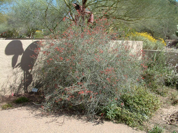 Plant photo of: Justicia californica