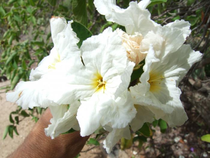 Plant photo of: Cordia boissieri