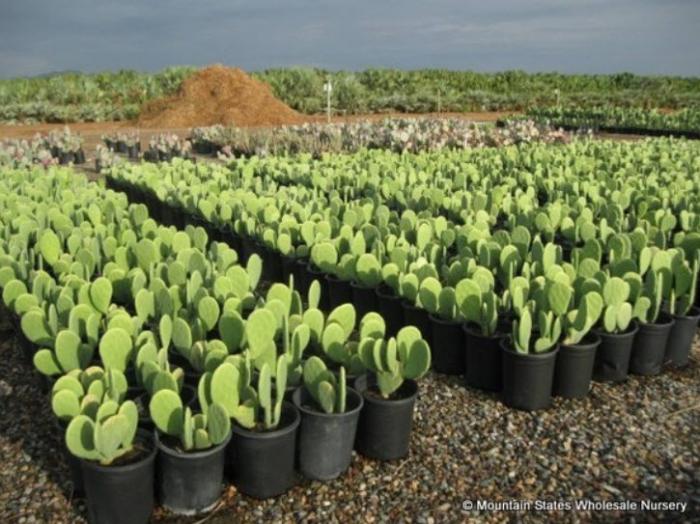 Plant photo of: Opuntia cacanapa 'Ellisiana'