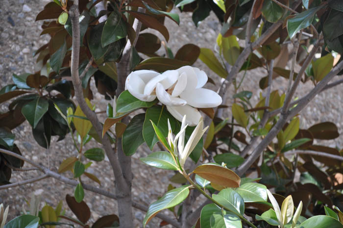 Plant photo of: Magnolia grandiflora