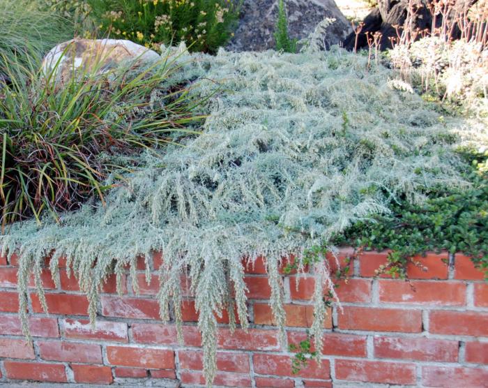 Plant photo of: Artemisia californica 'Canyon Gray'