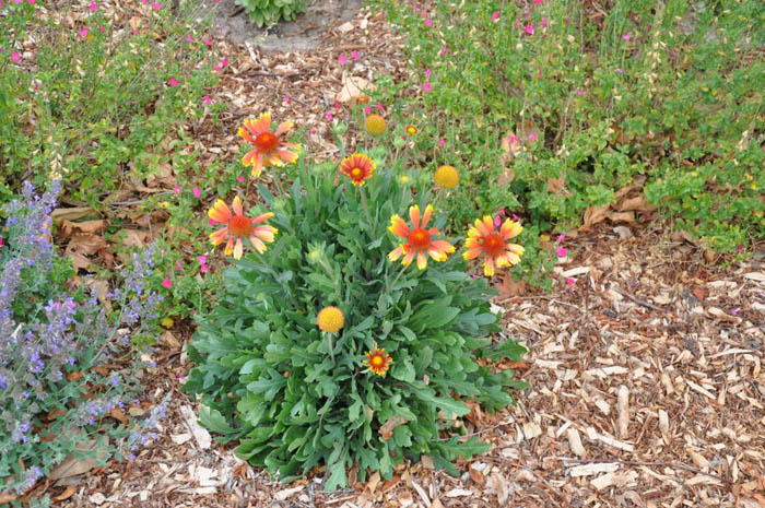 Plant photo of: Gaillardia X grandiflora