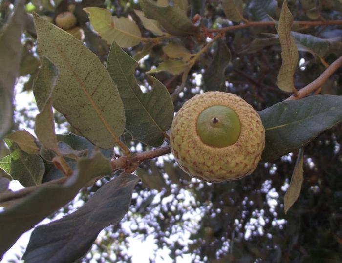 Plant photo of: Quercus tomentella