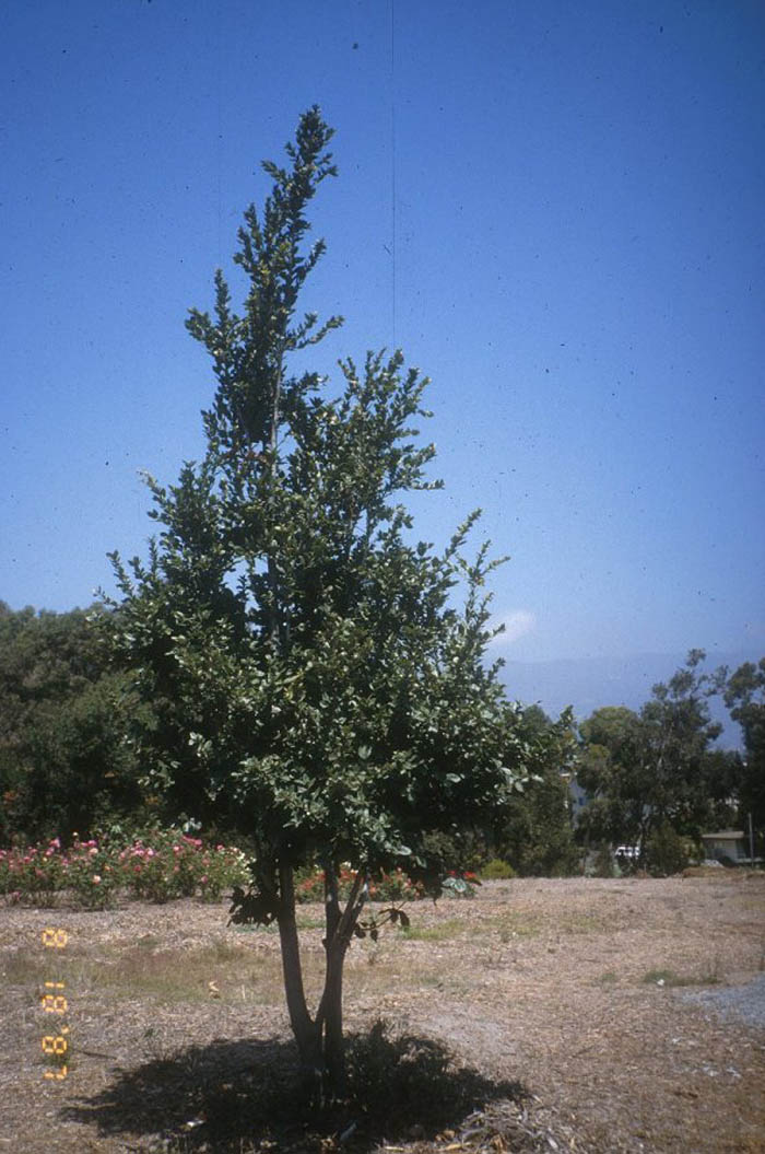 Plant photo of: Quercus tomentella