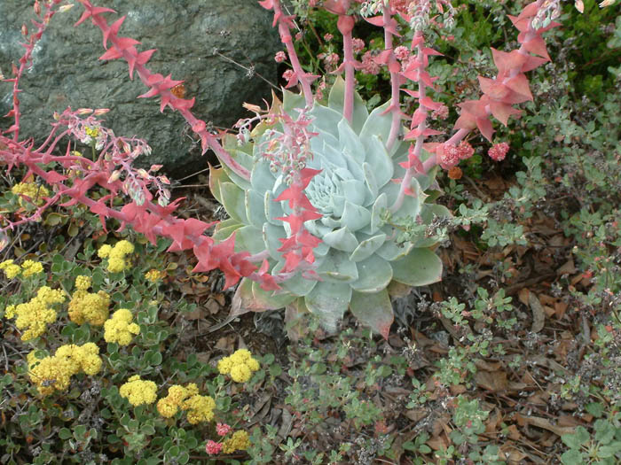 Plant photo of: Dudleya pulverulenta