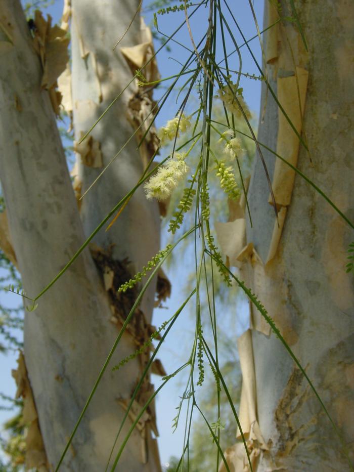 Plant photo of: Acacia willardiana