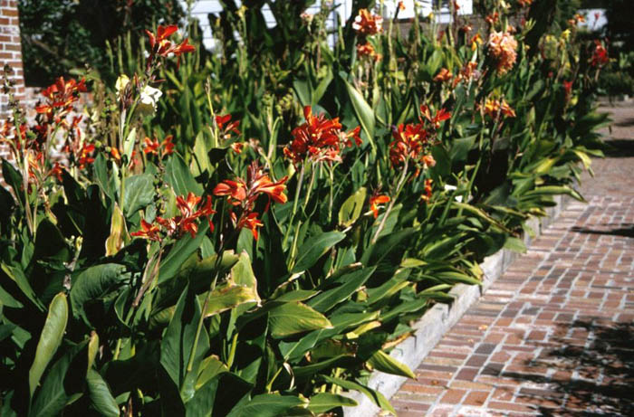 Plant photo of: Canna X generalis (assorted varieties)