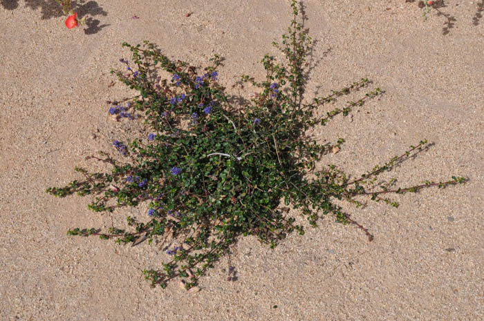 Plant photo of: Ceanothus 'Centennial'