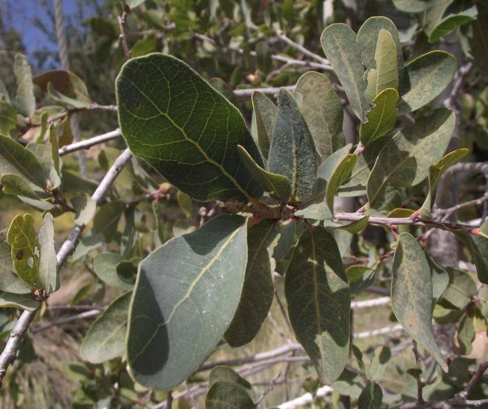 Plant photo of: Quercus engelmannii