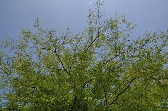 Plant photo of: Prosopis chilensis 'Thornless'