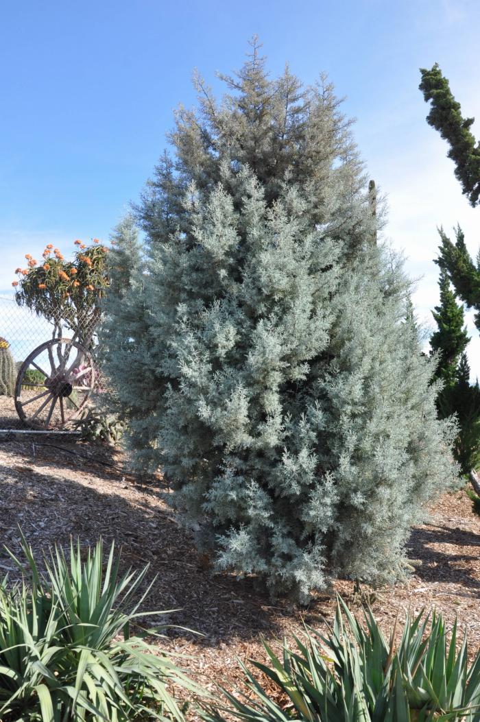 Plant photo of: Hesperocyparis ariz v. glabra 'Blue Pyra