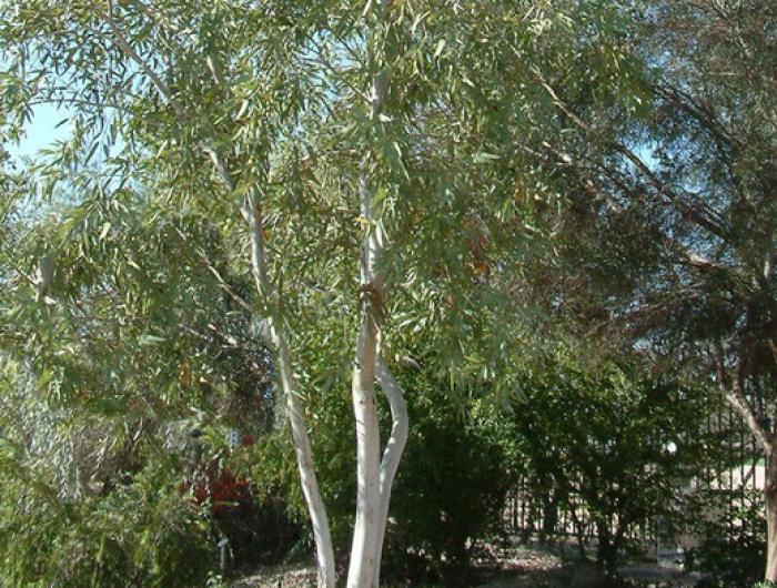 Plant photo of: Eucalyptus aparrerinja