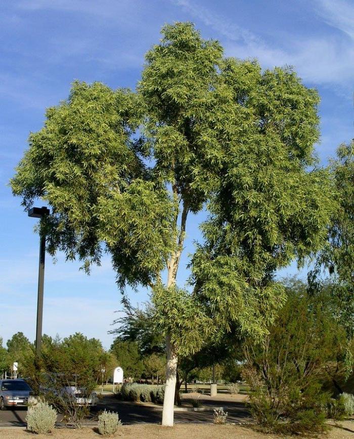 Plant photo of: Eucalyptus aparrerinja