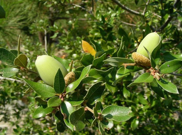 Plant photo of: Quercus chrysolepis