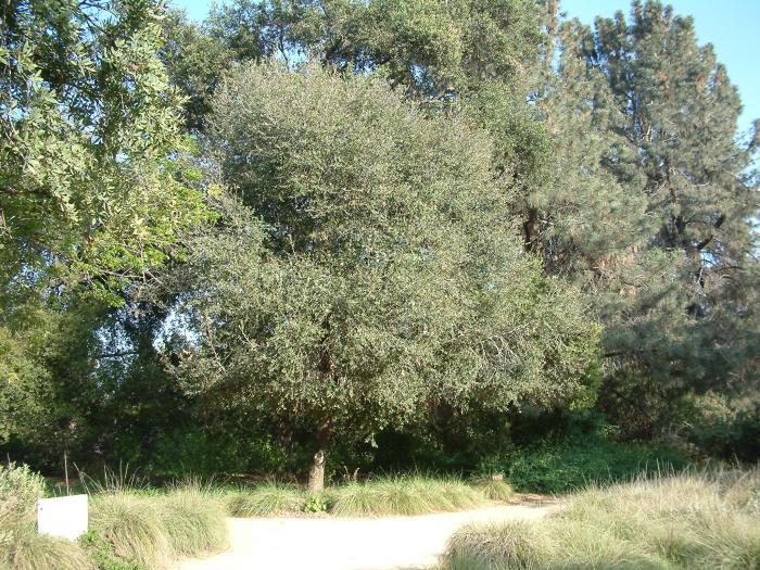 Plant photo of: Quercus chrysolepis