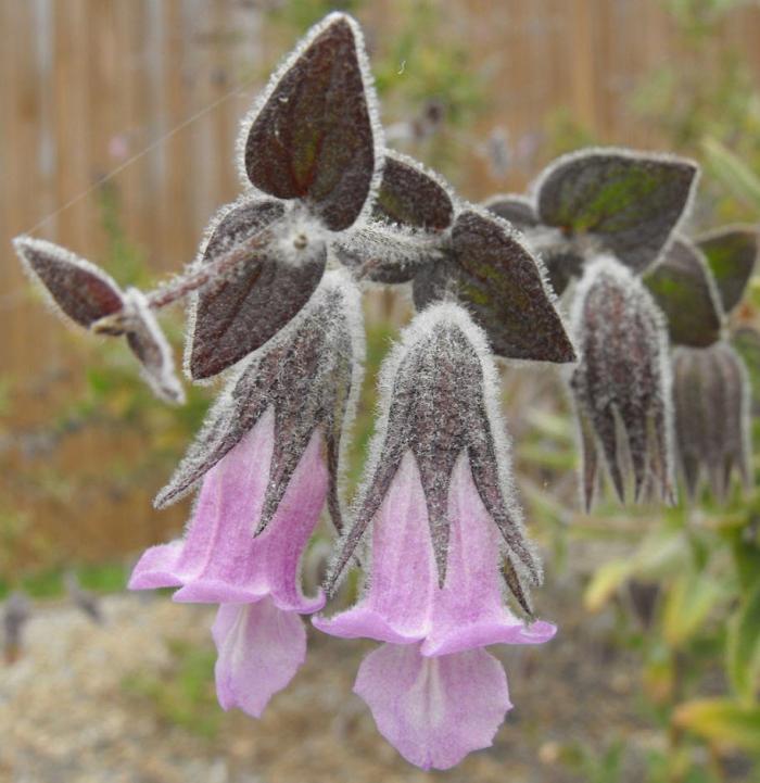 Plant photo of: Lepechinia fragrans