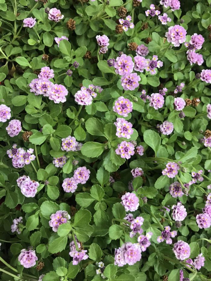 Plant photo of: Phyla nodiflora 'pink'