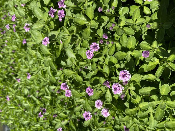 Plant photo of: Phyla nodiflora 'pink'