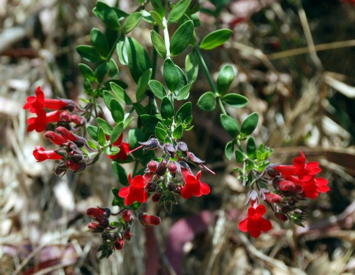 Plant photo of: Gambelia speciosa