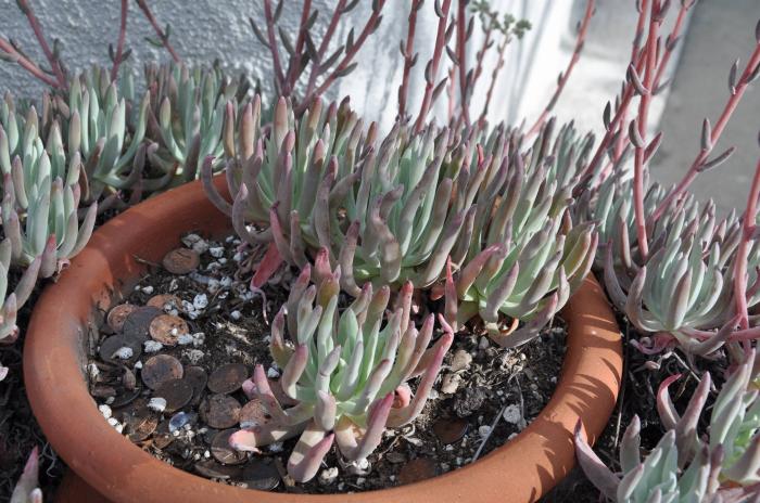 Plant photo of: Dudleya edulis