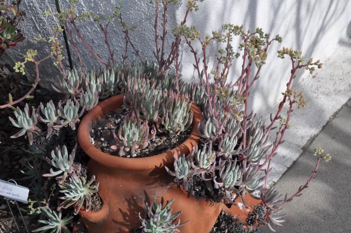 Plant photo of: Dudleya edulis