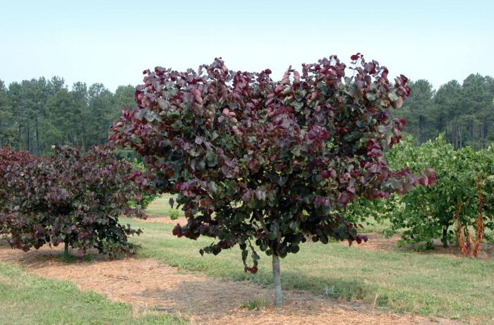 Plant photo of: Cercis canadensis 'Merlot'