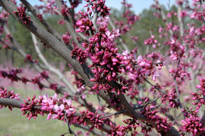 Plant photo of: Cercis canadensis 'Merlot'