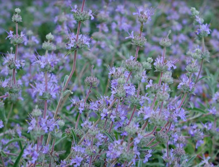 Plant photo of: Salvia leucophylla 'Bee's Bliss'