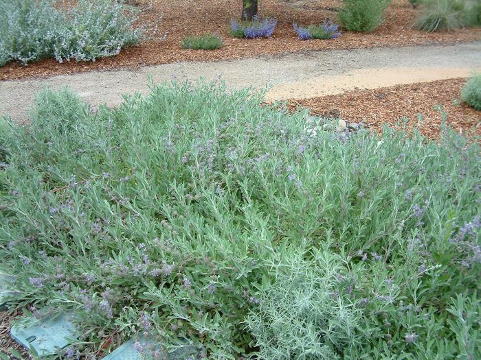 Plant photo of: Salvia leucophylla 'Bee's Bliss'