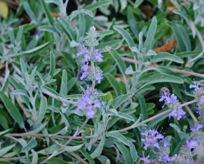 Plant photo of: Salvia leucophylla 'Bee's Bliss'