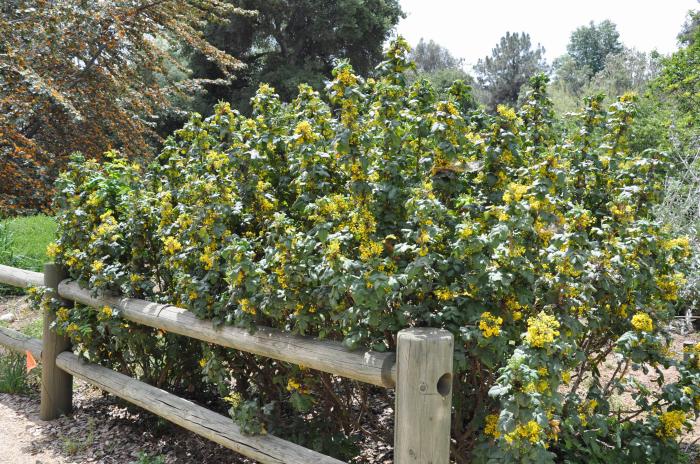 Mahonia 'Golden Abundance'