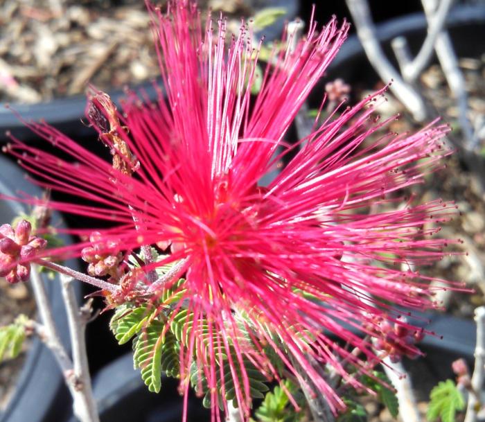 Plant photo of: Calliandra 'Sierra Star'