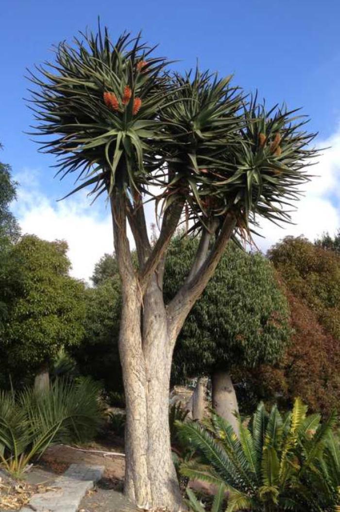 Plant photo of: Aloe 'Hercules'