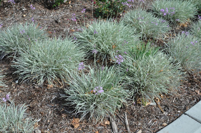 Plant photo of: Tulbaghia violacea 'Silver Lace'