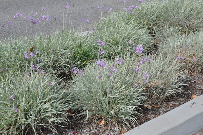 Plant photo of: Tulbaghia violacea 'Silver Lace'