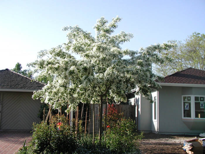 Chionanthus retusus